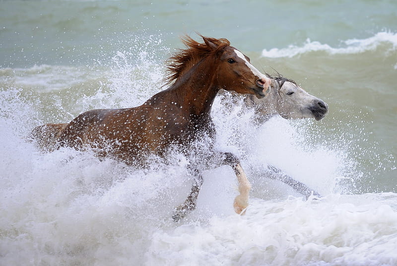 Horses in water, water, horse, run, animal, HD wallpaper