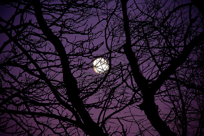 moon, branches, tree, silhouette, night, HD wallpaper