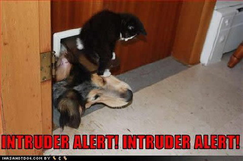INTRUDER ALERT, intruder, alert, cat, dog, HD wallpaper