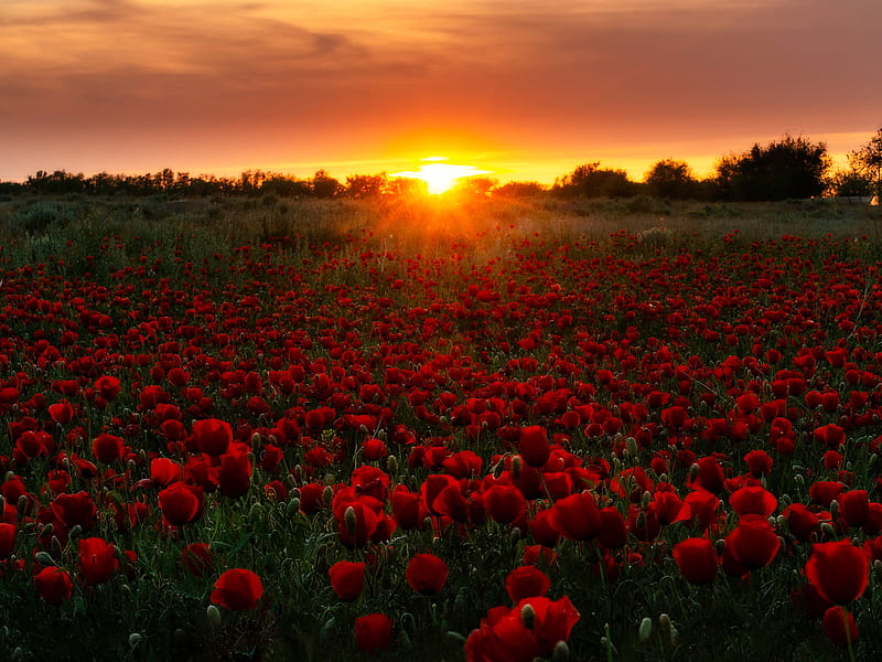 Flowers, Poppy, Field, Nature, Red Flower, Sunset, HD wallpaper