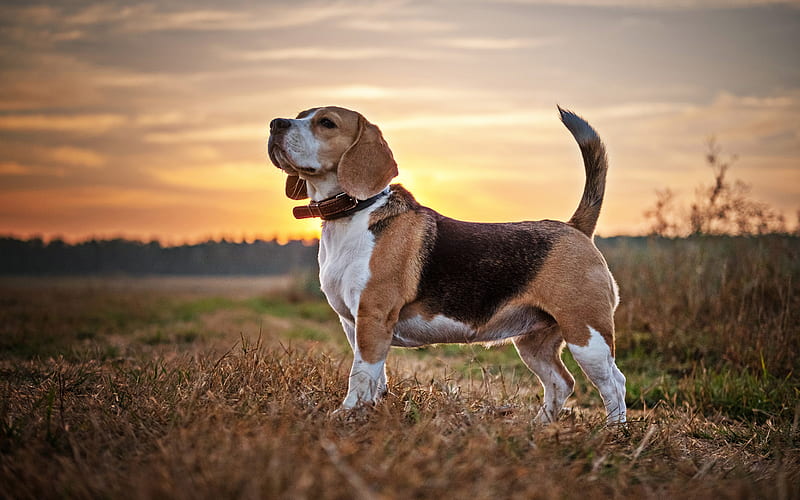 Beagle, sunset, dog on a walk, pets, dogs, sad dog, cute animals, Beagle  Dog, HD wallpaper | Peakpx
