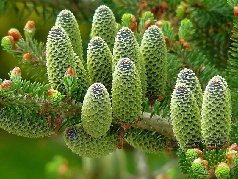 Beautiful Pine Cones Pine Cones Beautiful Hd Wallpaper Peakpx