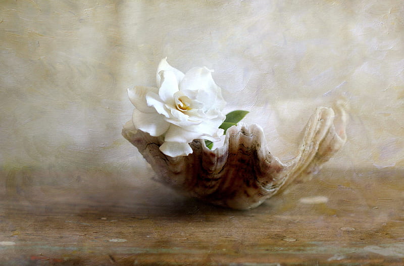 *** Gardenia ***, gardenia, muszla, kwiaty, nature, HD wallpaper