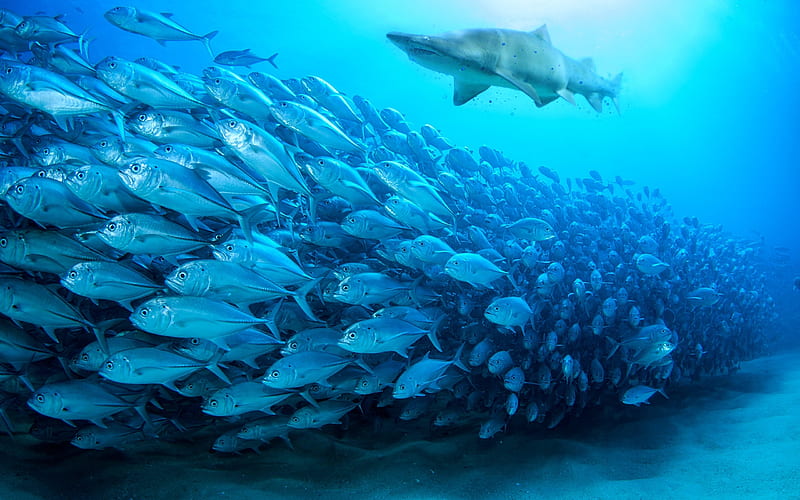 White shark, tuna, underwater world, ocean, wildlife, school of fish, Carcharodon carcharias, HD wallpaper