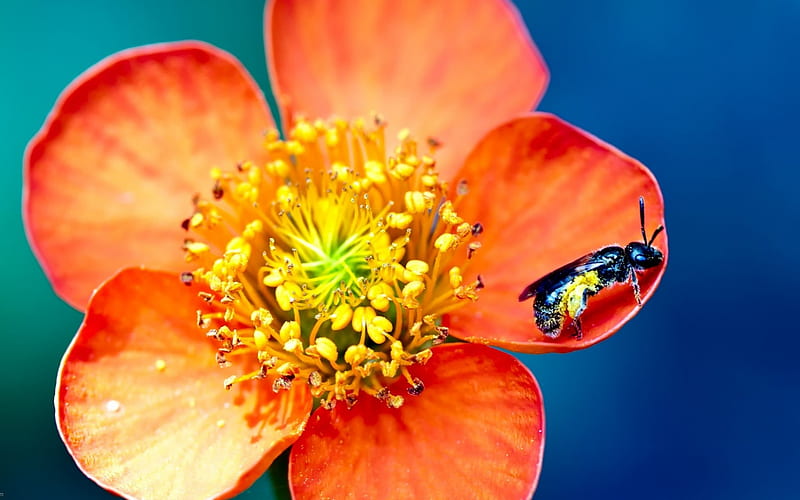 Bee Pollen Orange Flower, Pollen, Flowers, Orange, Bee, HD wallpaper