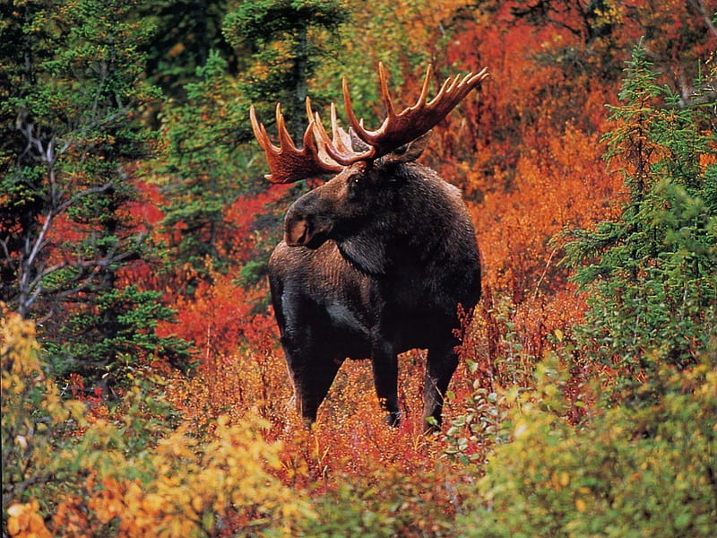Moose In The Fall, forest, moose, autumn colours, HD wallpaper