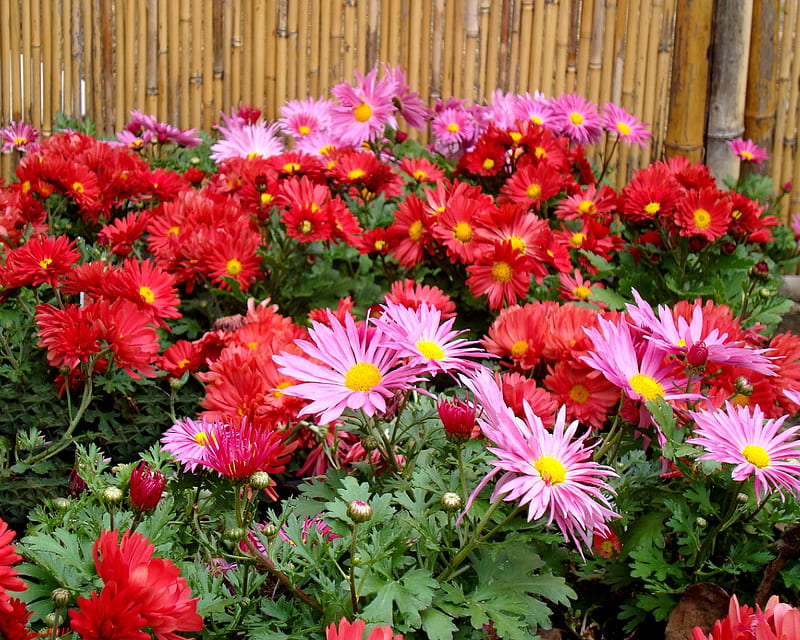 Pink and Red Chrysanthemums, graph, bloom, chrysanthemum, spring, mum, blossom, summer, flower, garden, HD wallpaper