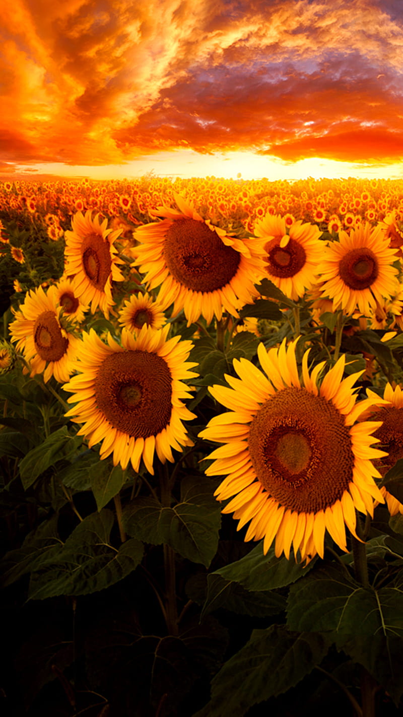 Sunflowers, sunset, HD phone wallpaper | Peakpx