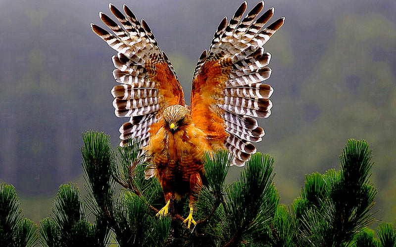 LANDED AT LAST!, tree, landed, hawk, red shouldered, branch, wings span, HD wallpaper