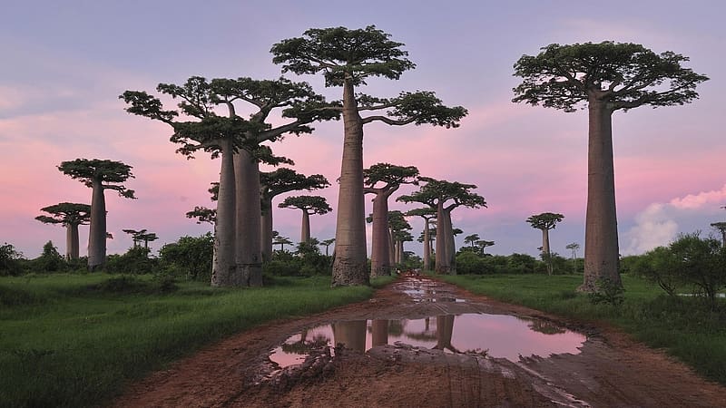 Trees, Tree, , Baobab Tree, HD wallpaper