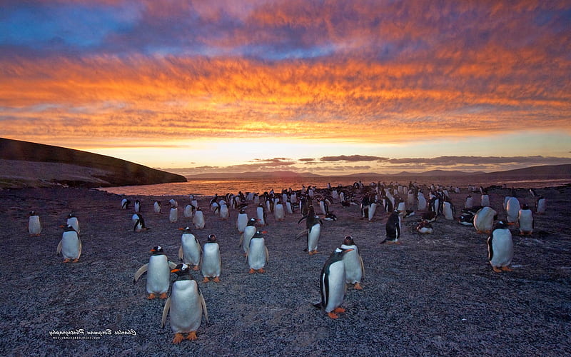 Penguins Colony, penguins, birds, animals, HD wallpaper
