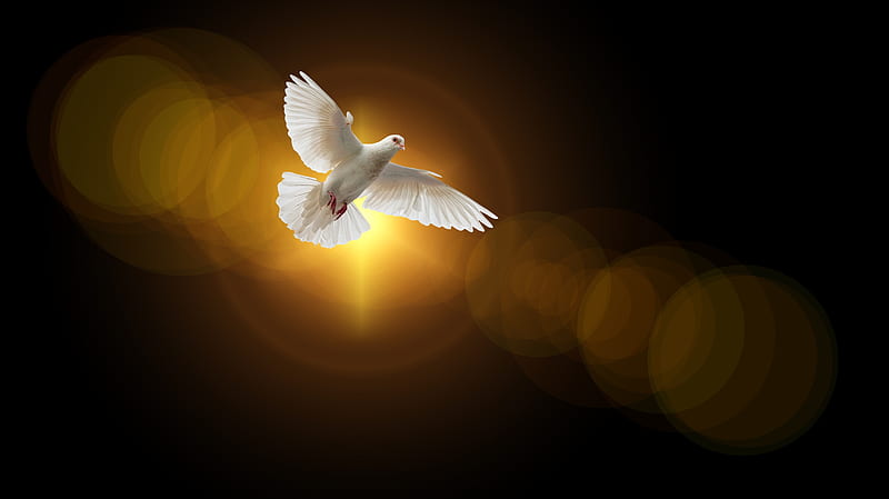 Dove, spirit, peace, light, soul, HD wallpaper