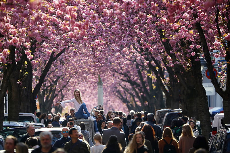 Pink cherry blossom canopy, Pink, Bonn, Pose, Germany, Cherry tree blossoms, Tourist, HD wallpaper