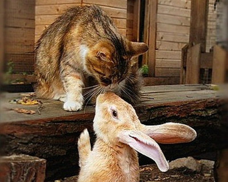 Cat and Bunny, cute, rabbit, cat, animal, HD wallpaper | Peakpx