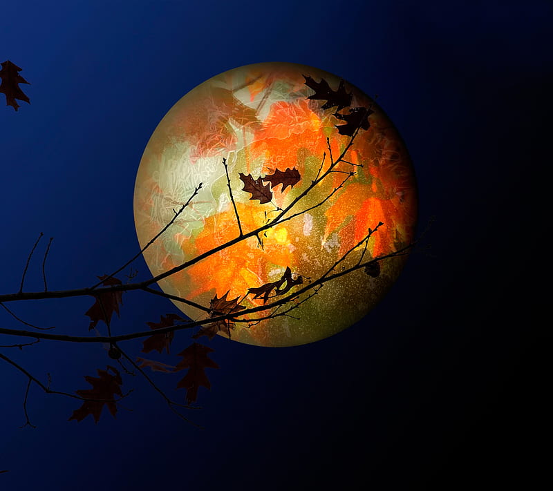 Moon View, blue, dark, forest, leaves, light, moon, night, tree, HD wallpaper