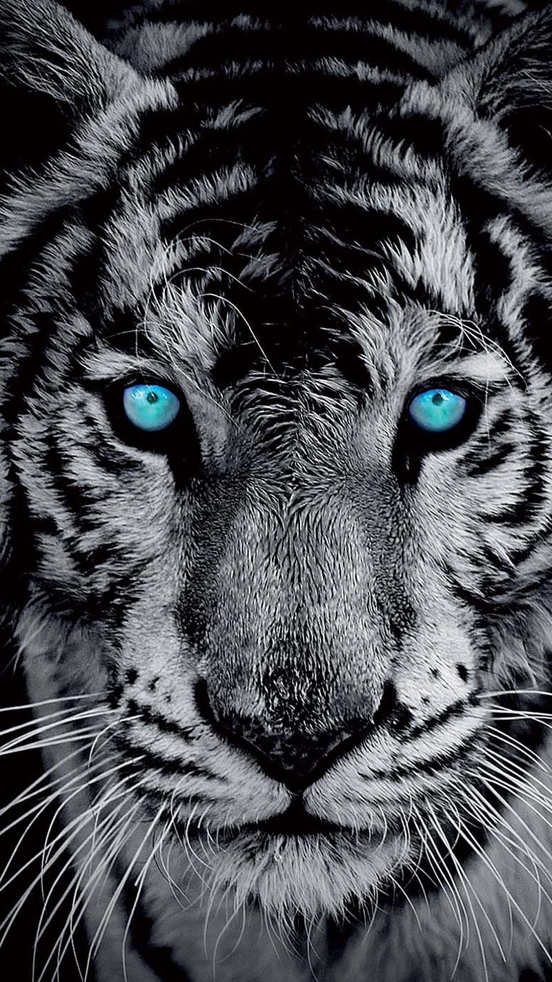 Black Tiger With Blue Eyes, black tiger, blue eyes, black and white, tiger, HD phone wallpaper