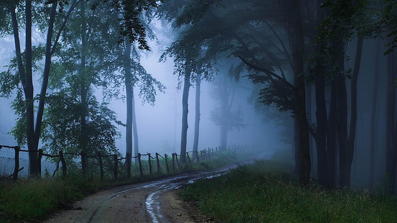 Into the Dark Woods, fence, forest, woods, dusk, trees, fog, mist, path, trail, Firefox Persona theme, light, blue, HD wallpaper