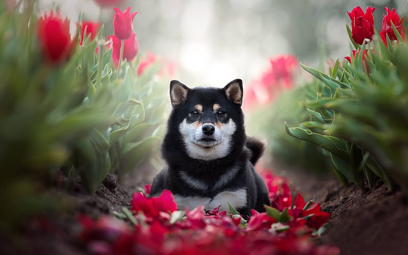 Shiba Inu, red tulips, pets, cute dog, black Shiba Inu, dogs, Shiba Inu Dog, HD wallpaper