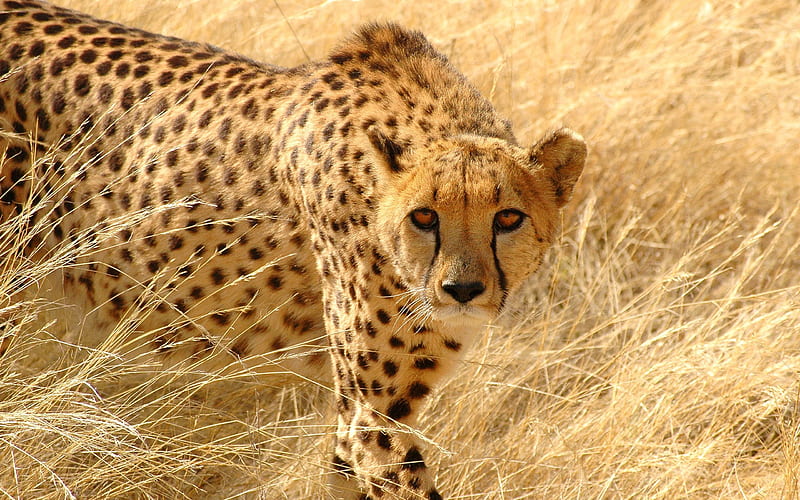 Cheetah grass hunt look attentive-Animal High Quality, HD wallpaper