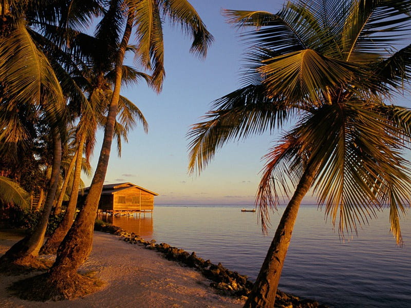 Roatan, Honduras, beach, nature, trees, ocean, HD wallpaper