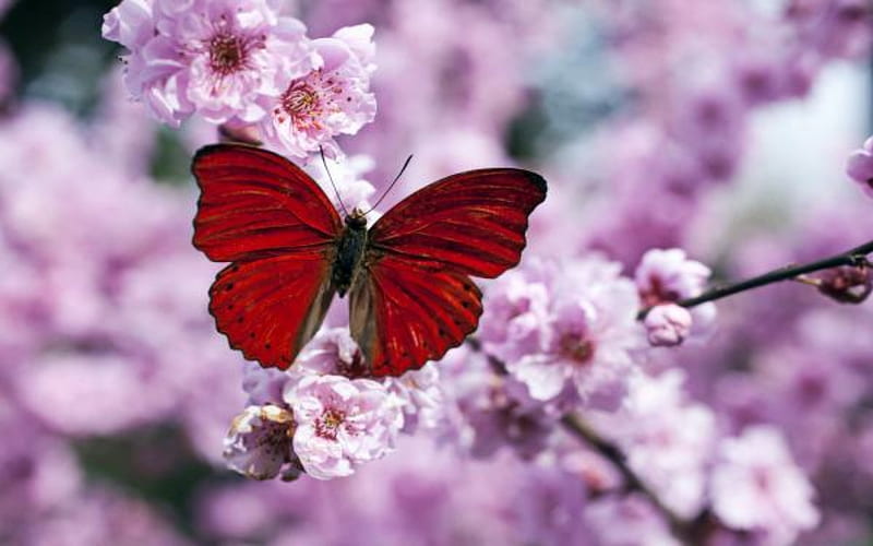 Red Butterfly On Plum Blossom Branch, Red, Branch, Plum, Butterfly, Blossom, HD wallpaper