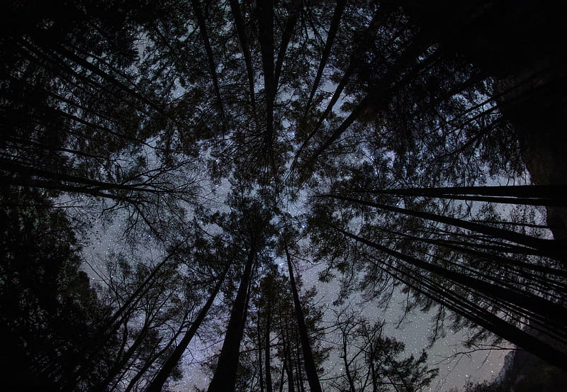 forest, trees, silhouettes, stars, night, dark, bottom view, HD wallpaper
