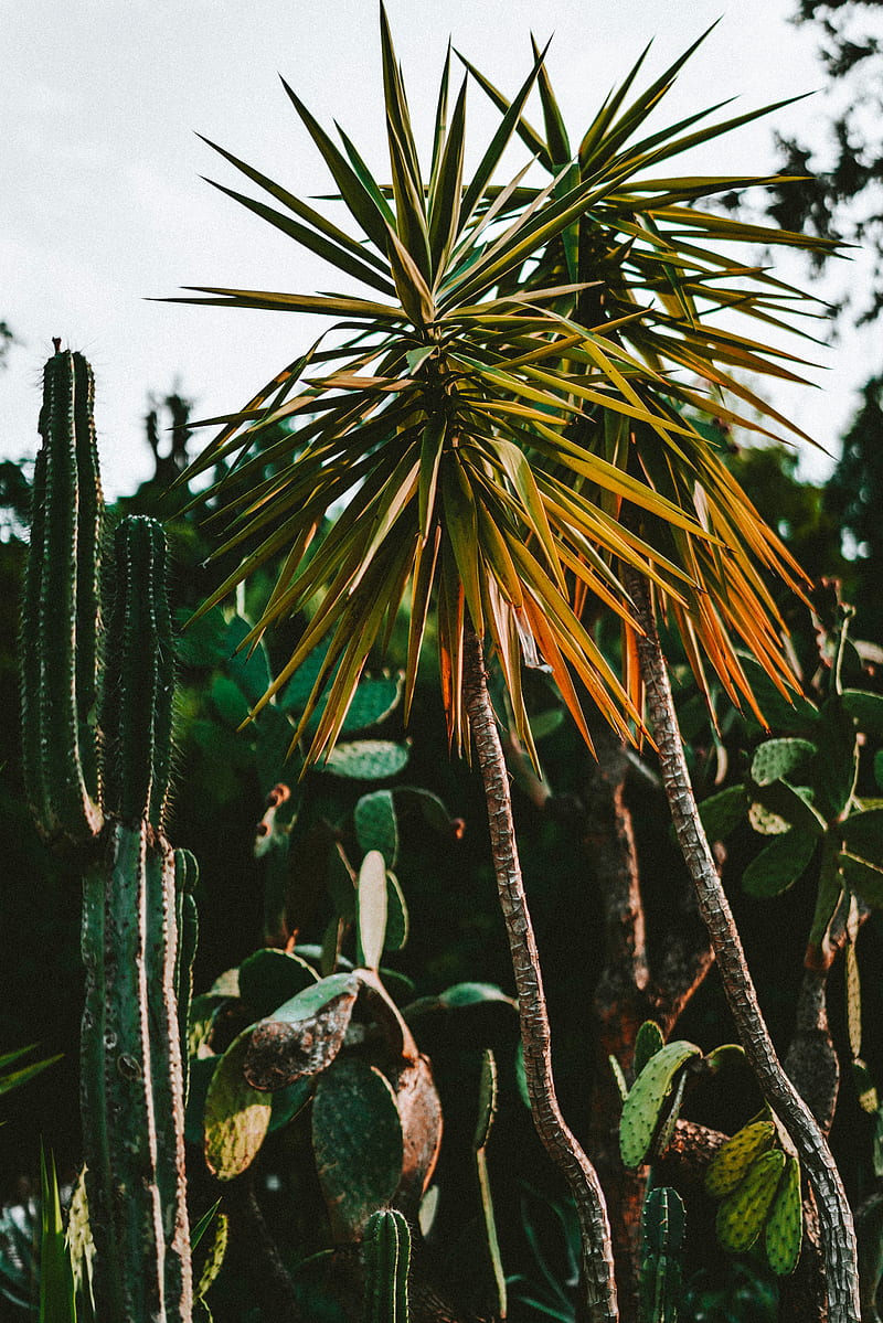 cacti, palm, plants, green, exotic, HD phone wallpaper
