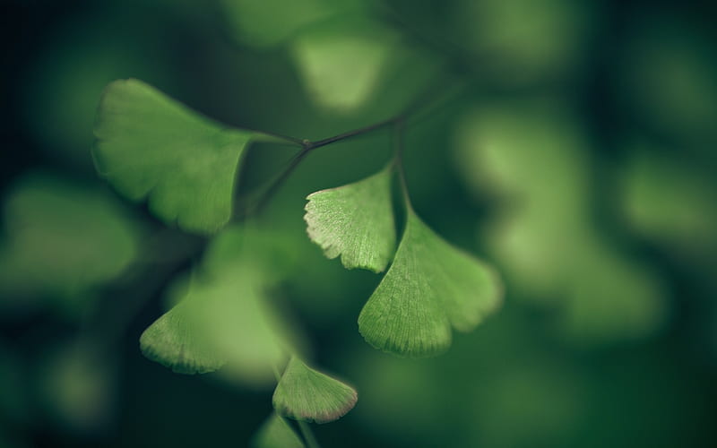 green leaf in close up graphy, green, macro, leaves, plants, branch, HD wallpaper