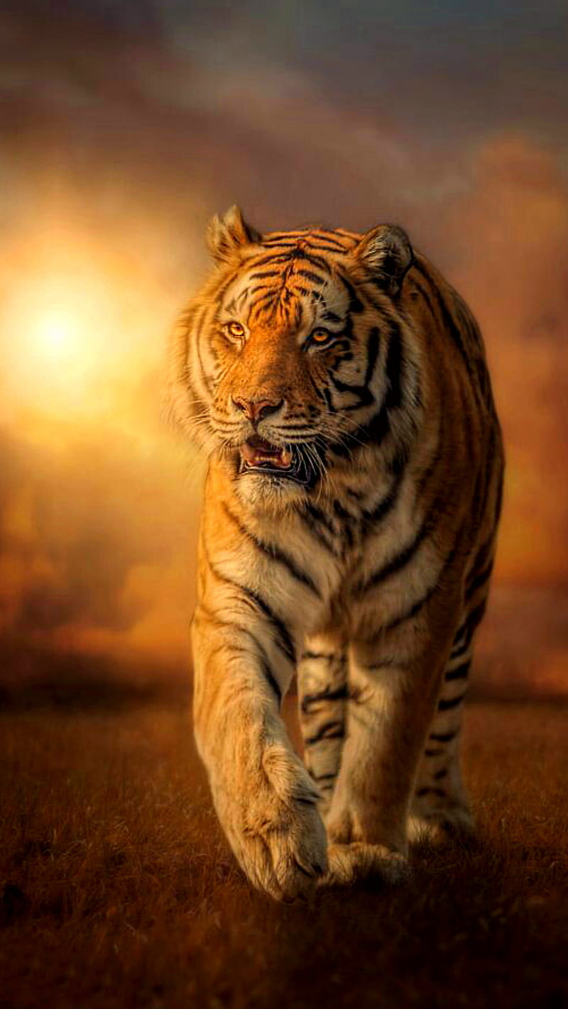 walking tiger, alone, animal, cloud, field, light, nature, sun, wild, HD phone wallpaper