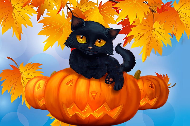 Black Kitty in Pumpkin, autumn, halloween, kitty, colors, cute, leaves, pumpkin, Black cat, blue and orange, HD wallpaper