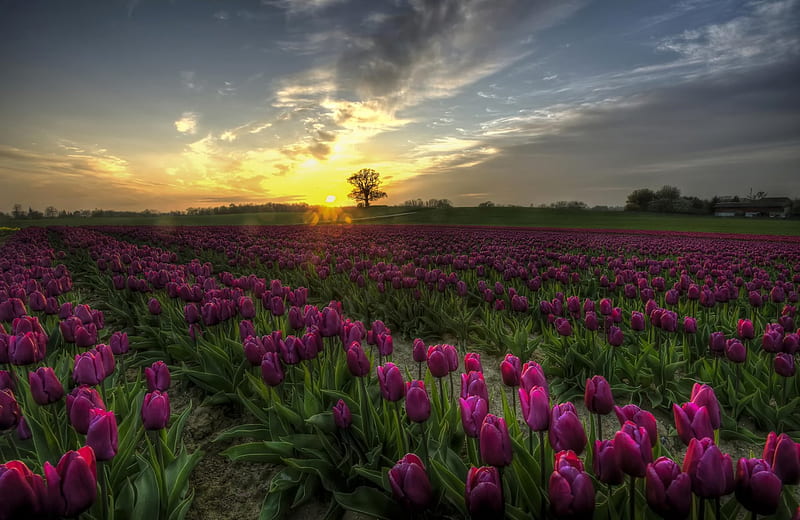 Mundo de tulipanes, campo de tulipanes, puesta de sol, campo de tulipanes,  cielo, Fondo de pantalla HD | Peakpx