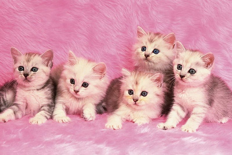 Cute kittens, pretty, look, lovely, fluffy, kittens, bonito, adorable, blanket, cat, sweet, cute, buddies, nice, kitties, pink, friends, HD wallpaper