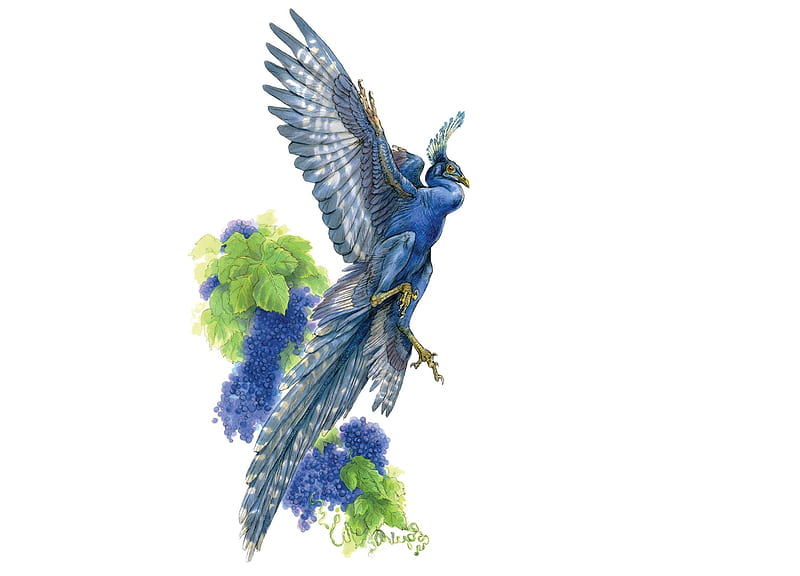 Jelornis Microraptor, white, blue, wings, terryl whitlatch, luminos, fruit, grapes, fantasy, green, bird, pasari, HD wallpaper