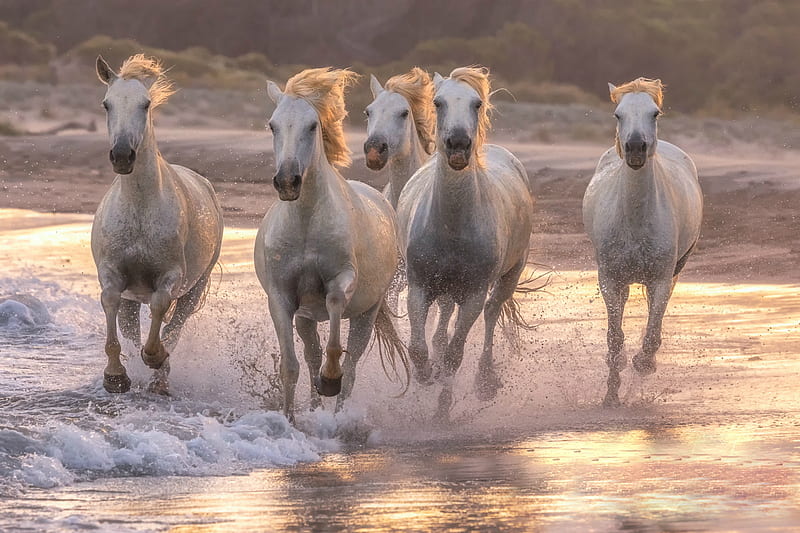 Horses Running with Nature, water, nature, horses, animals, HD wallpaper