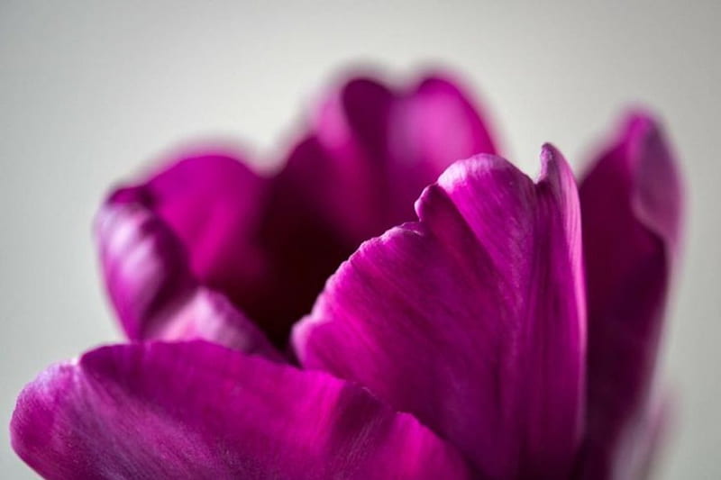 Douceur fushia, purple color, flower, bonito, tulip, HD wallpaper