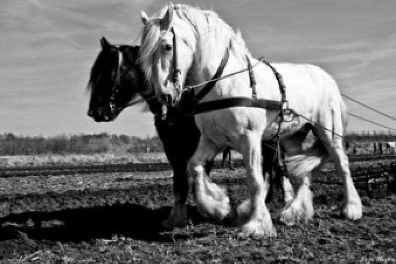 Free Download Shires Draft Horses Shires Black Nature Fields White Horses Animals 