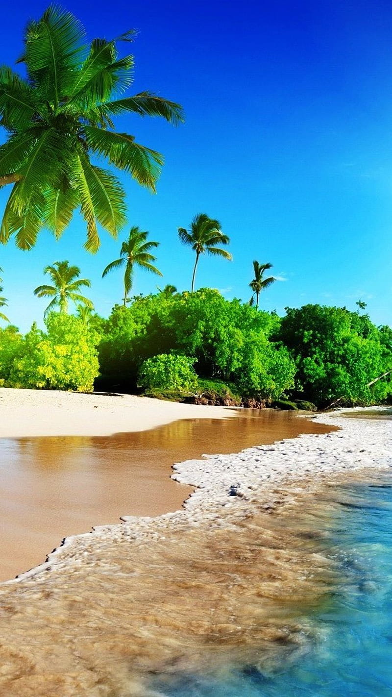 beach , sun, nature, HD phone wallpaper