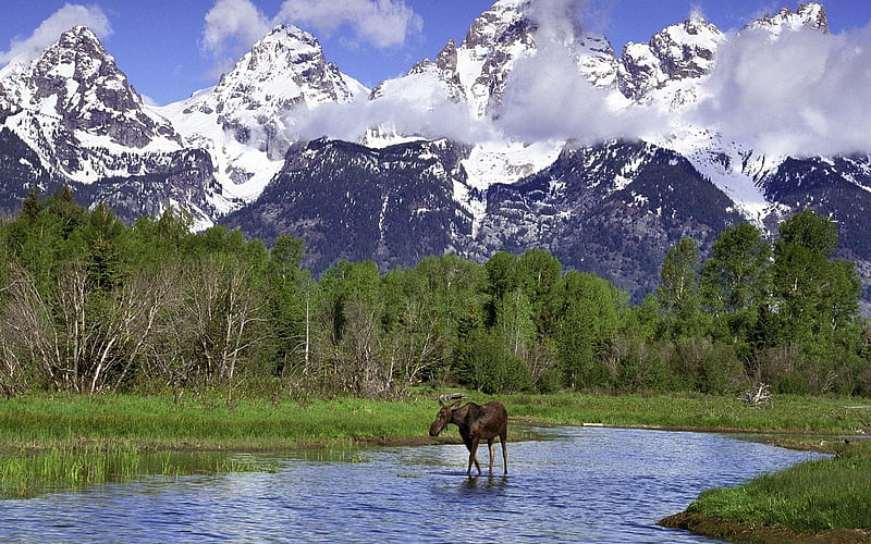Grand Teton National Park Moose, HD wallpaper