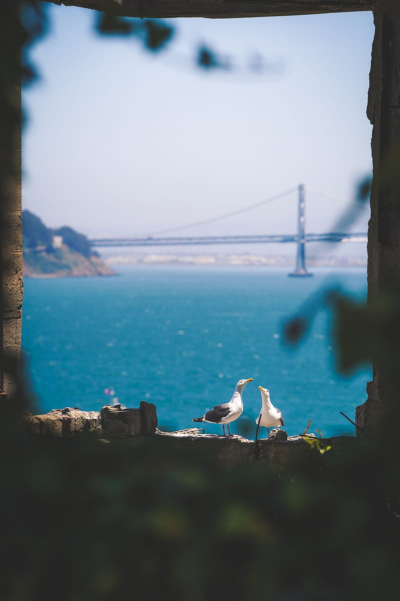 two gulls near sea, HD phone wallpaper