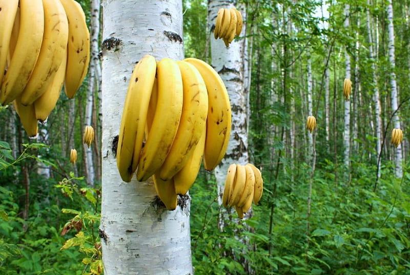 New Kind of Banana Trees !, birches, forest, trees, bananas, HD wallpaper