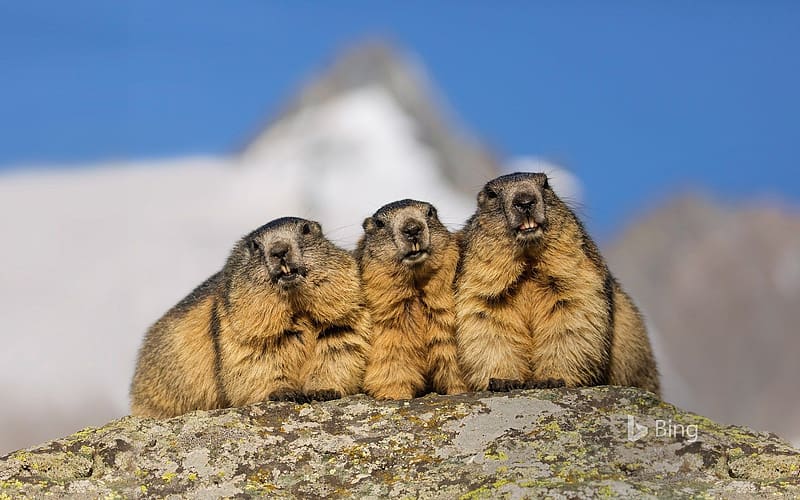 Alpine Marmots, animal, rodents, marmots, alpine, HD wallpaper