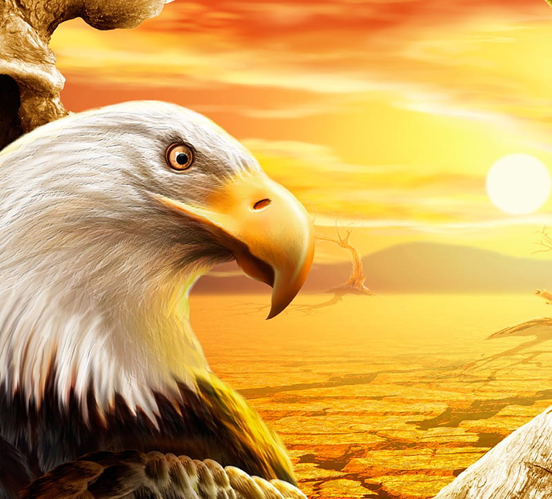 EAGLE EYE, watchful, eye, golden, eagle, sea, HD wallpaper