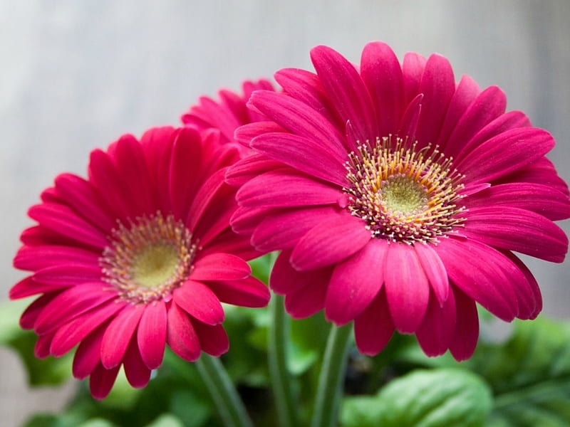 Gerberas rosas, gerberas, flores, rosas, Fondo de pantalla HD | Peakpx