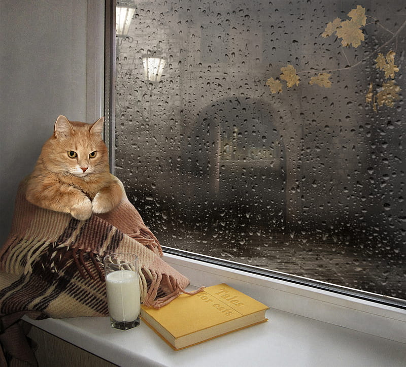 :-), lantern, window, book, cat, glass, funny, rain, milk, pisici, night, HD wallpaper
