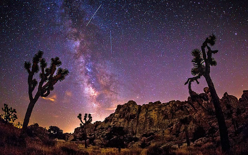 Sky, Stars, Night, Desert, Tree, Starry Sky, , Milky Way, National Park, Joshua Tree, Joshua Tree National Park, HD wallpaper