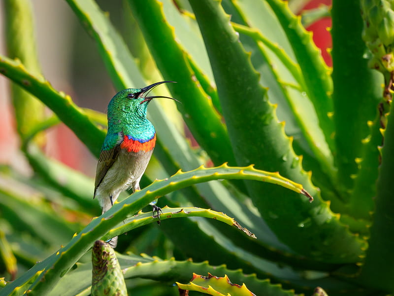 Green and Gray Bird Perching on Aloe Vera Plant, HD wallpaper
