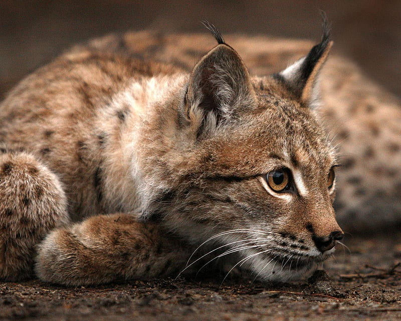 Young Eurasian Lynx, ears, day, cat, eyes, lynx, fur, HD wallpaper