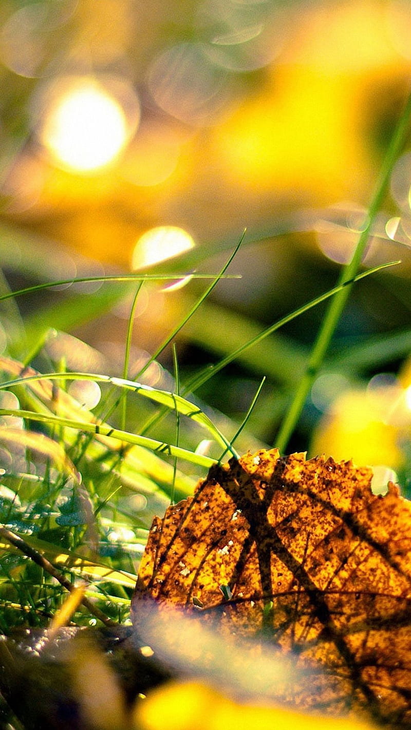 Colorful Nature Closeup , background, HD phone wallpaper