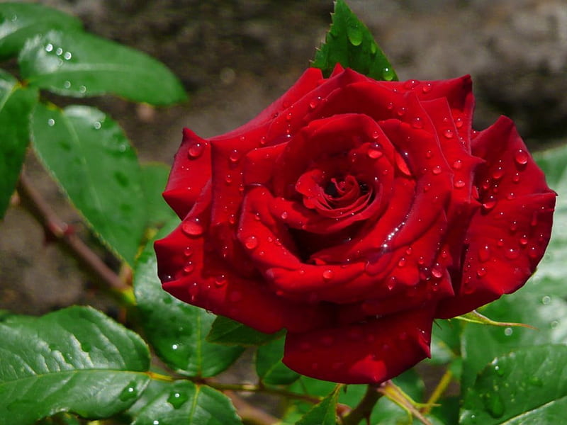 Pretty red rose, pretty, wet, lovely, scent, bonito, drops, lonely, leaves, flower, garden, feagrance, HD wallpaper