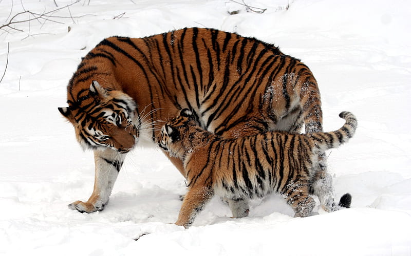 tigress with her baby, cute, lovely, snow, tiger, funny, tigress, HD wallpaper